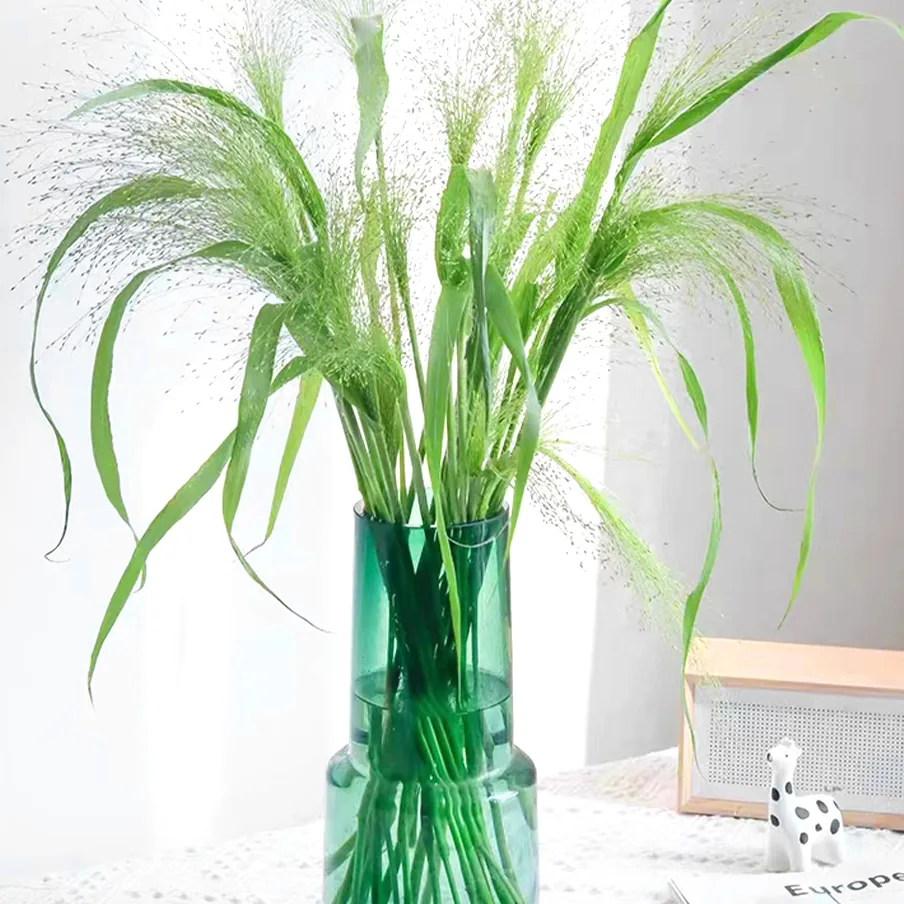 Fountain grass