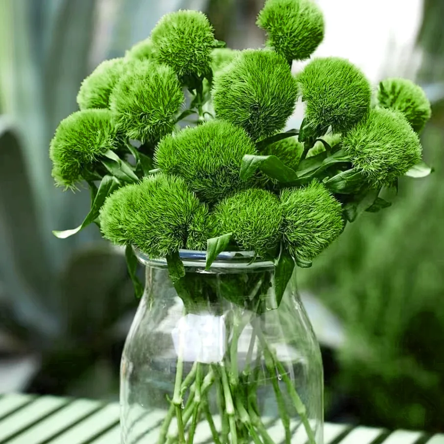 Greenhair ball