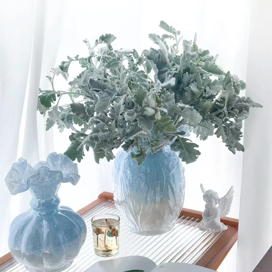 Silver leaf chrysanthemum