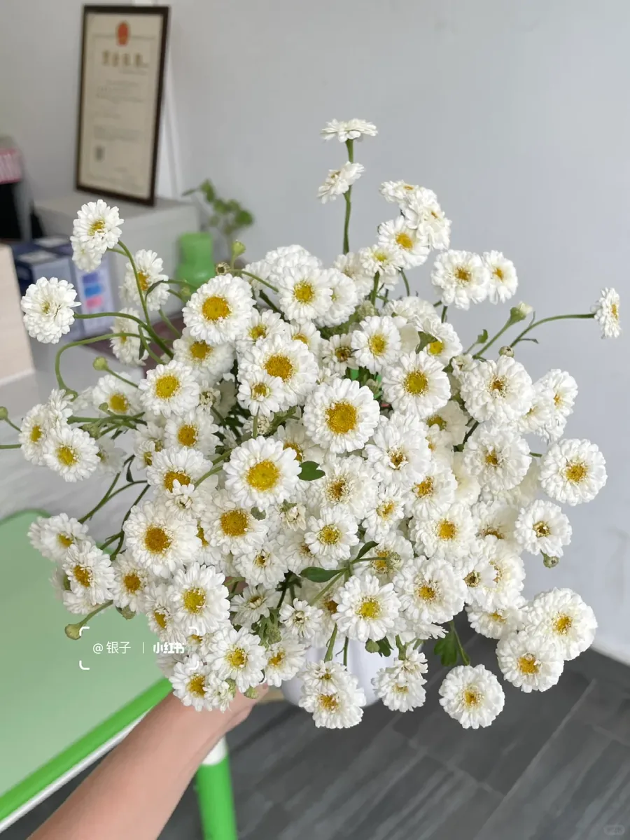Double-flowered chamomile