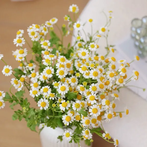 Matricaria recutita