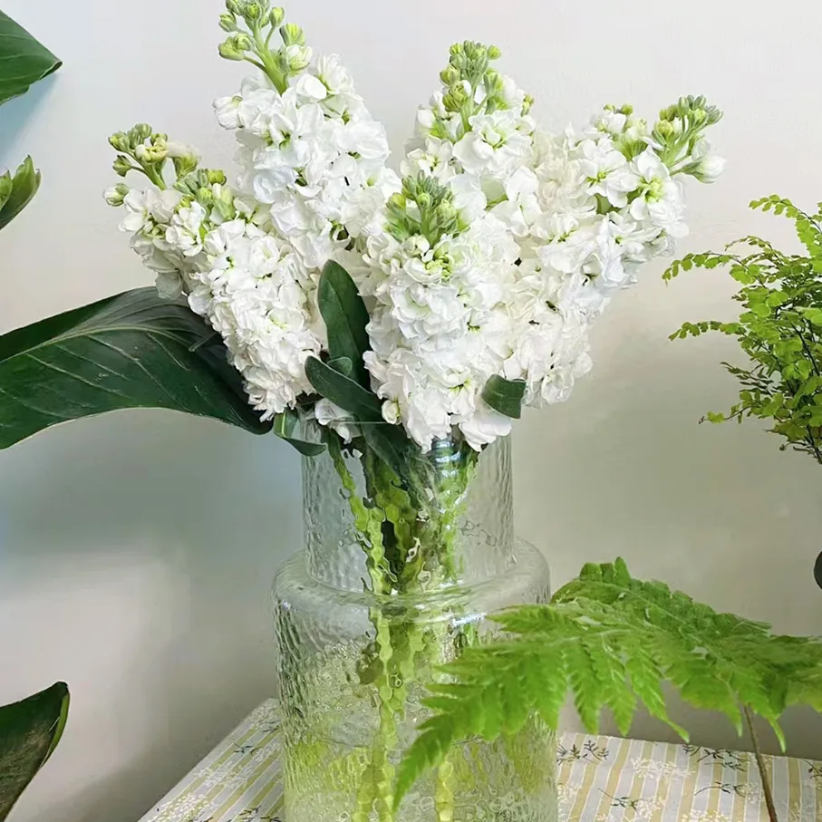 White violet