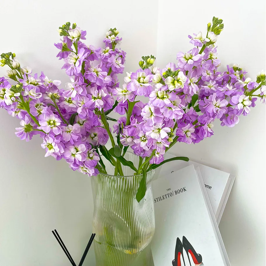 Pink violet