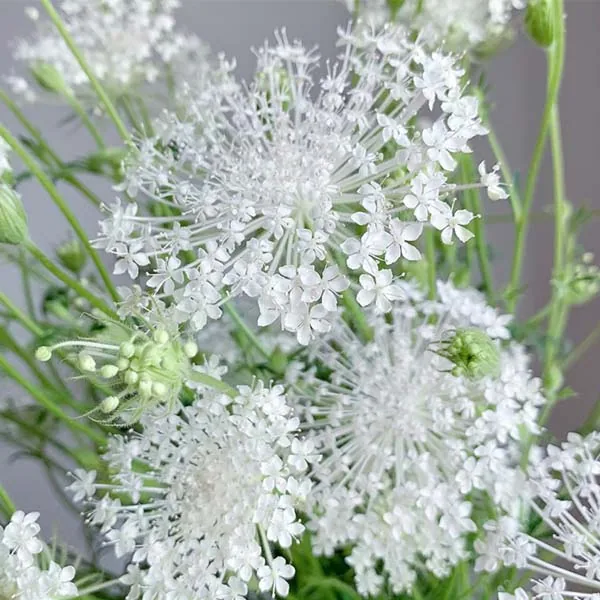 White Jade pearl