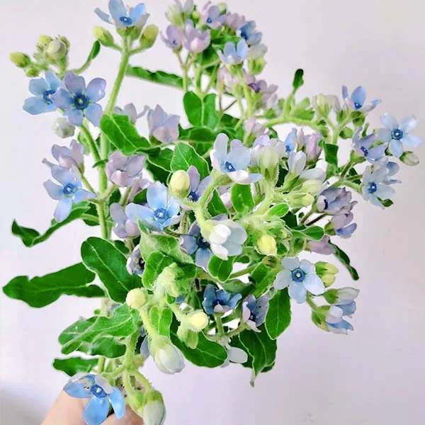 Blue bluestar
