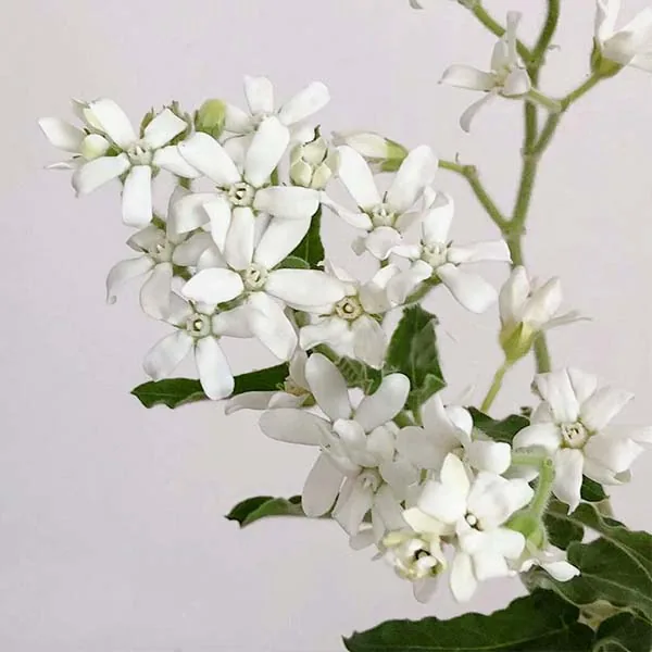 White bluestar