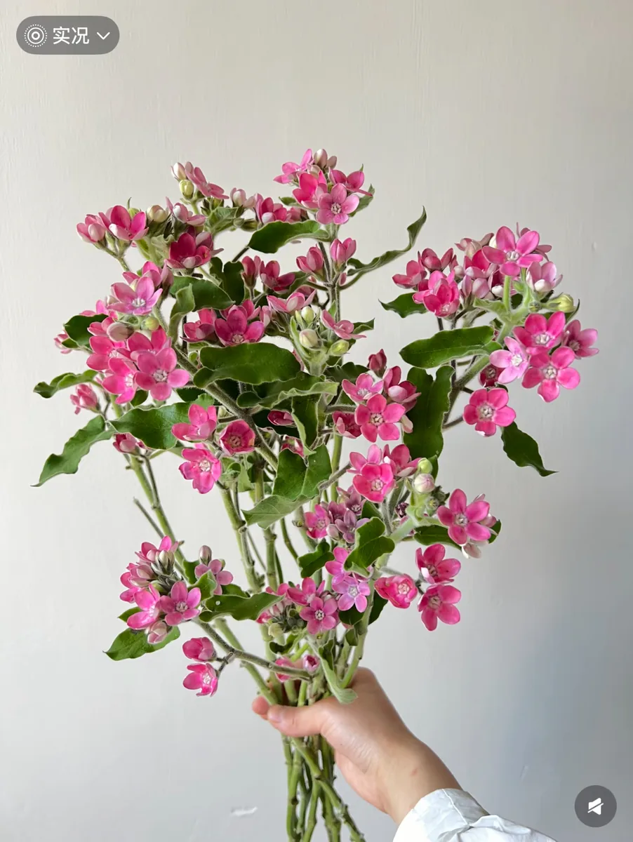 Pink bluestar