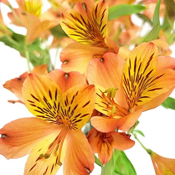Orange narcissus lily