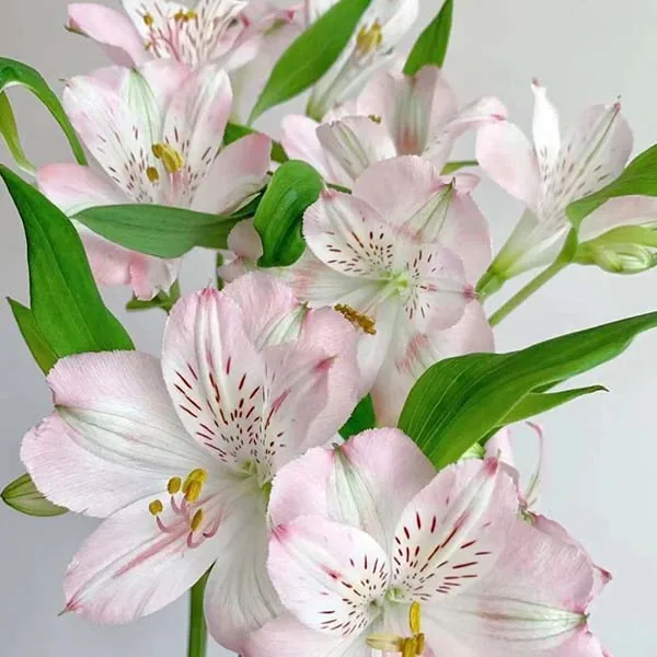 Pink narcissus lily