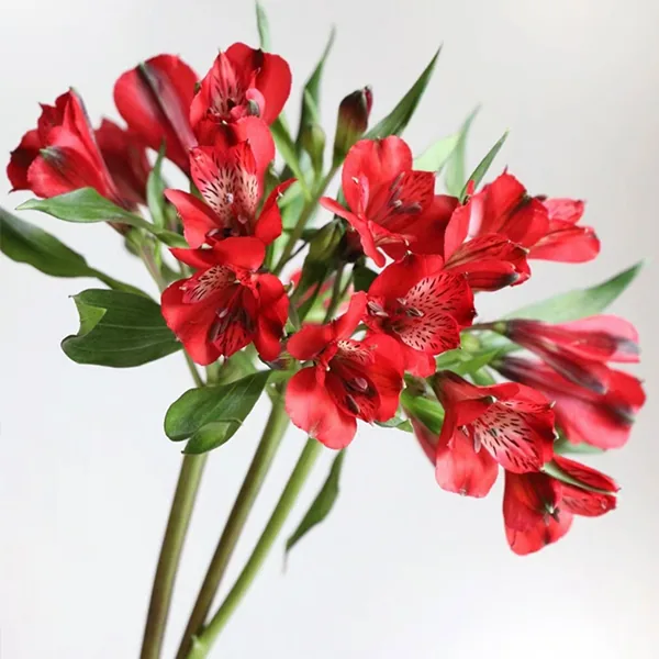 Red narcissus lily
