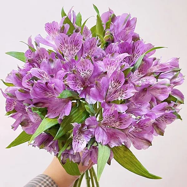 Purple narcissus lily