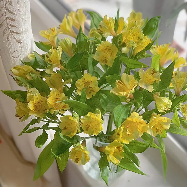 Yellow narcissus lily
