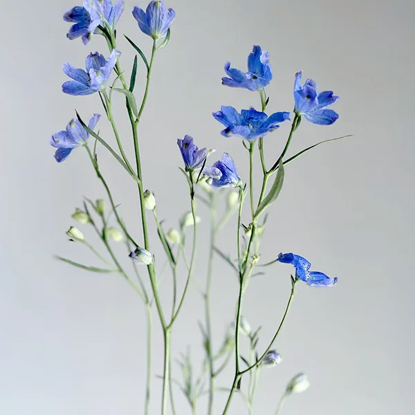 Blue Little Swallow