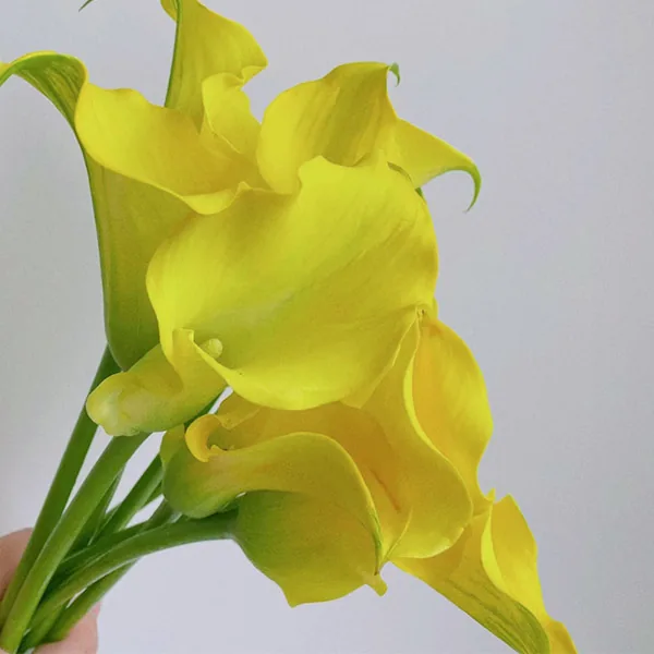 Yellow callalily
