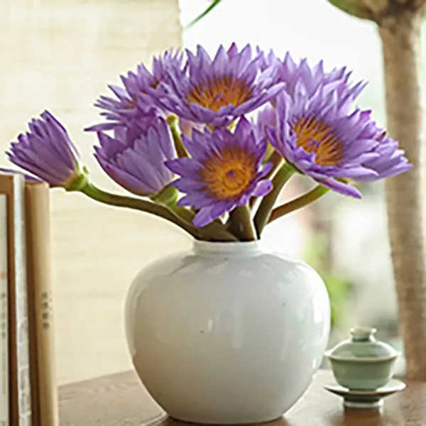 Purple lotus