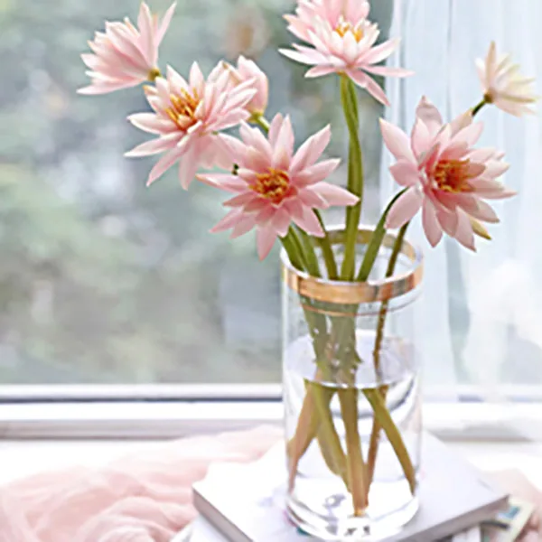 Champagne pink lotus