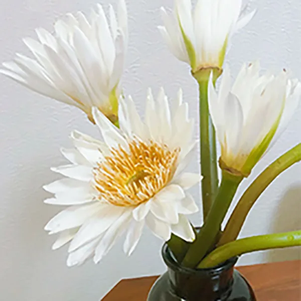 White lotus