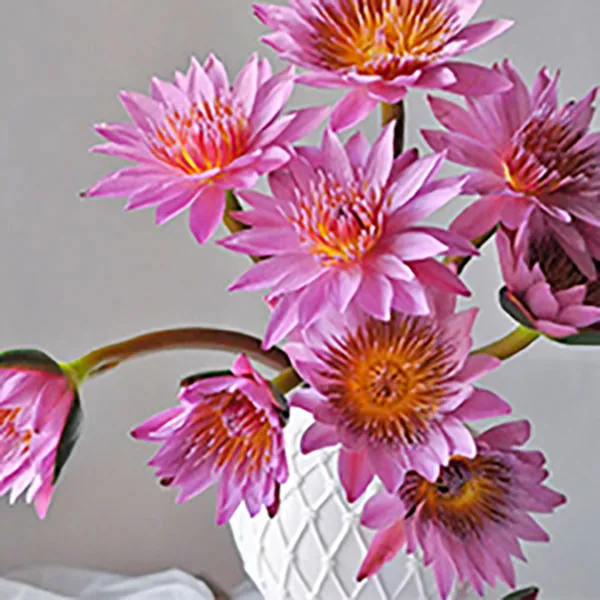 Pink lotus
