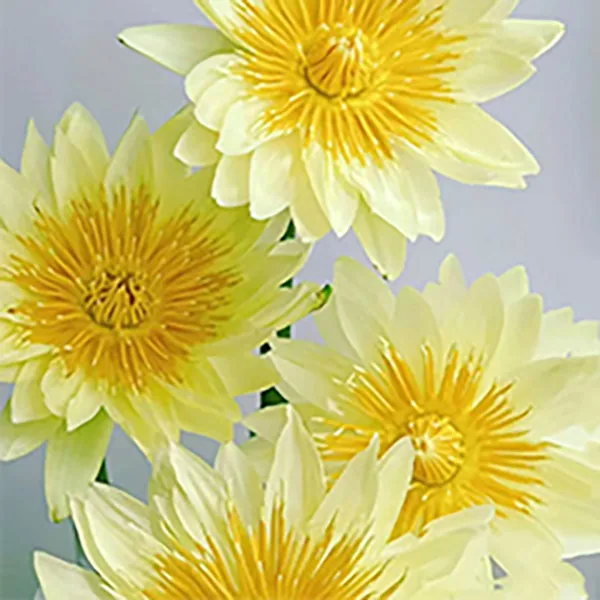 Yellow lotus