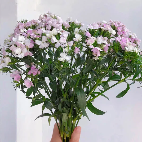 Pink LovePlum