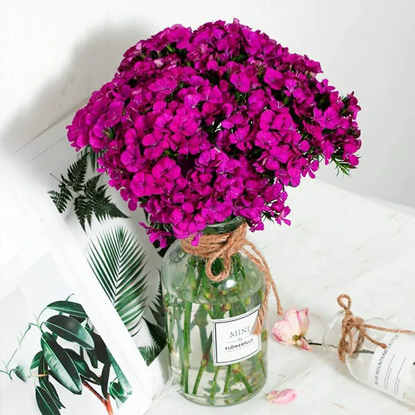 Purple LovePlum