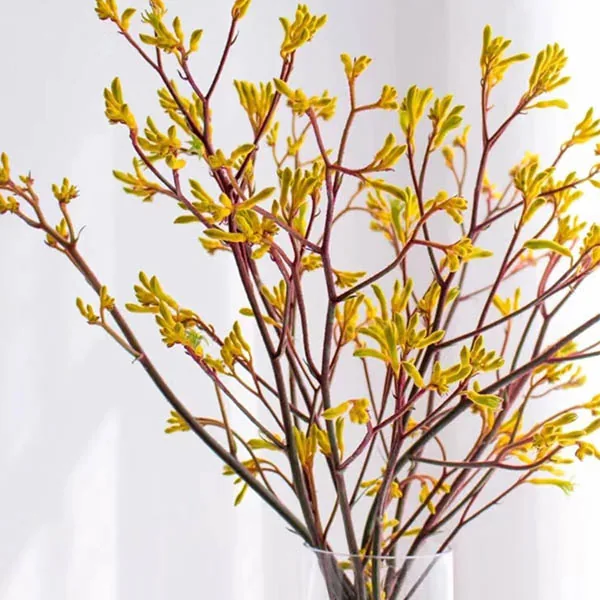 Yellow Kangaroopaw