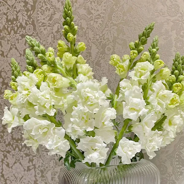 White zinnia