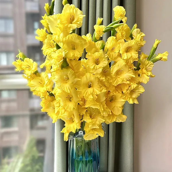Yellow gladiolus