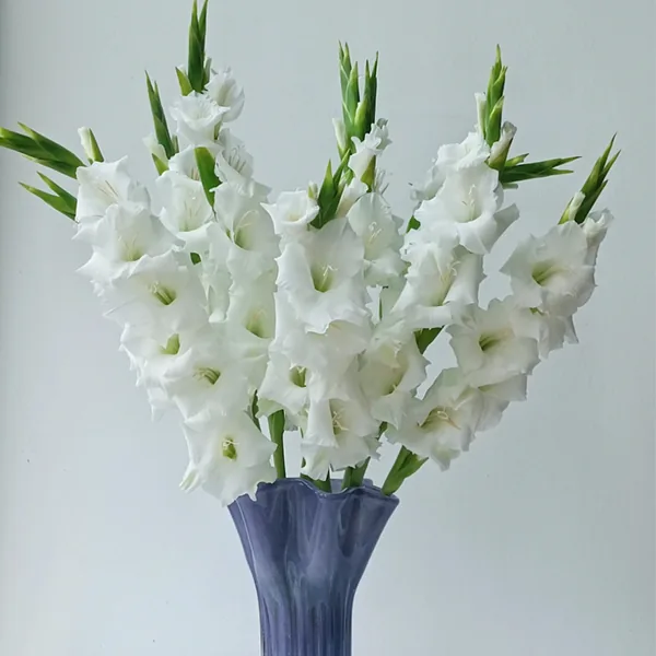 White gladiolus