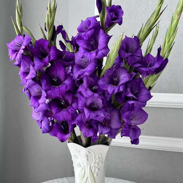 Purple gladiolus