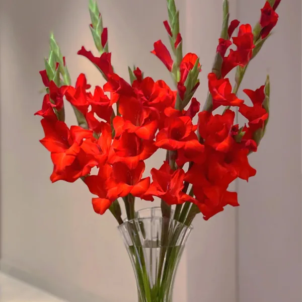Red gladiolus