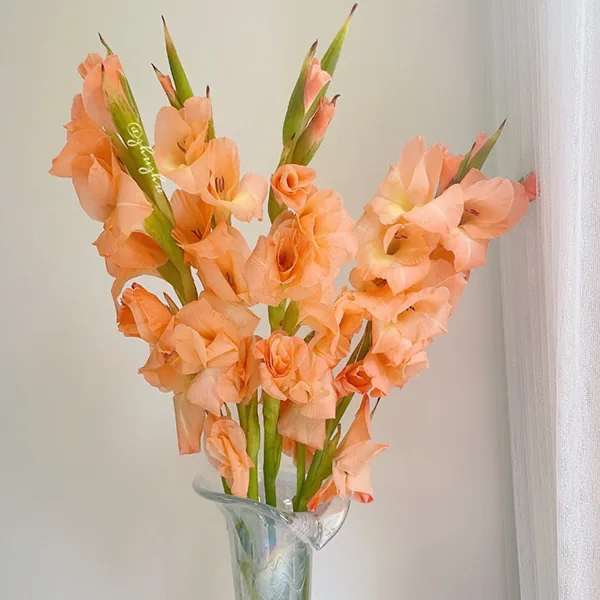 Salmon gladiolus