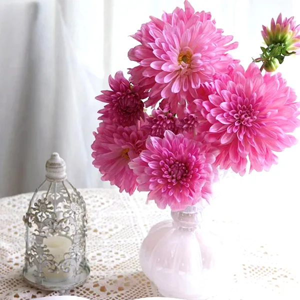 Pink dahlia