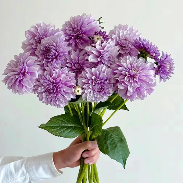 Purple dahlia