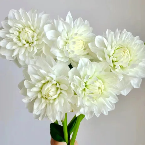 White dahlia
