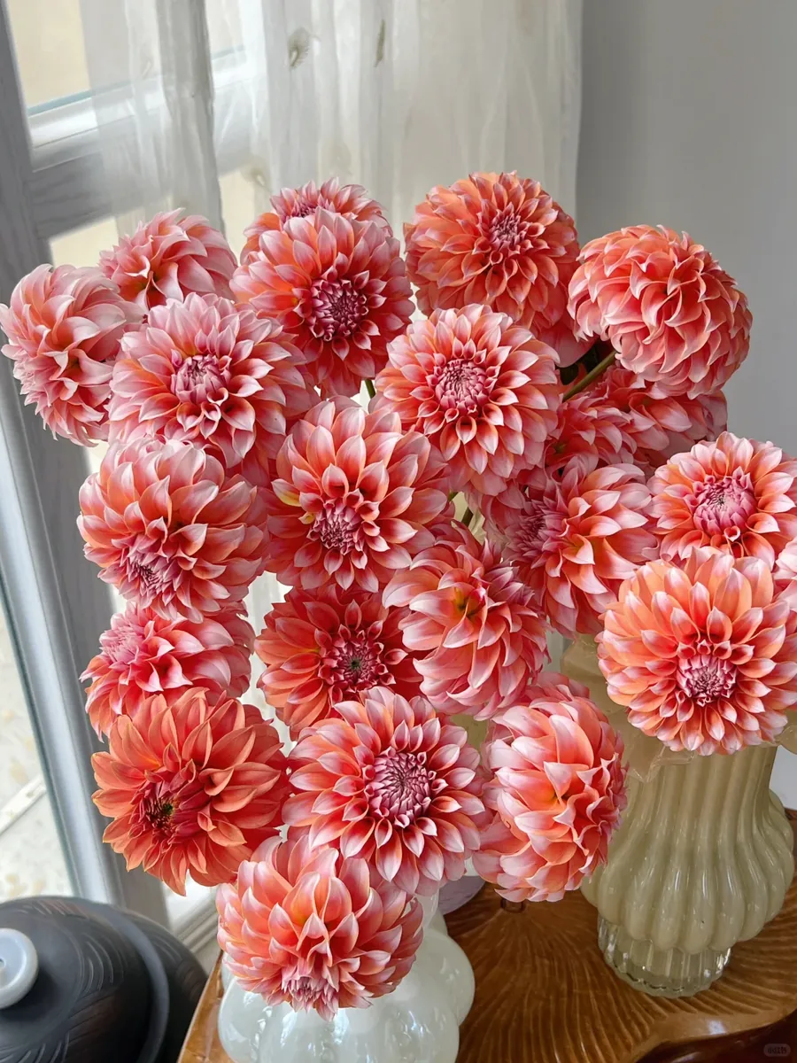 Peach dahlia