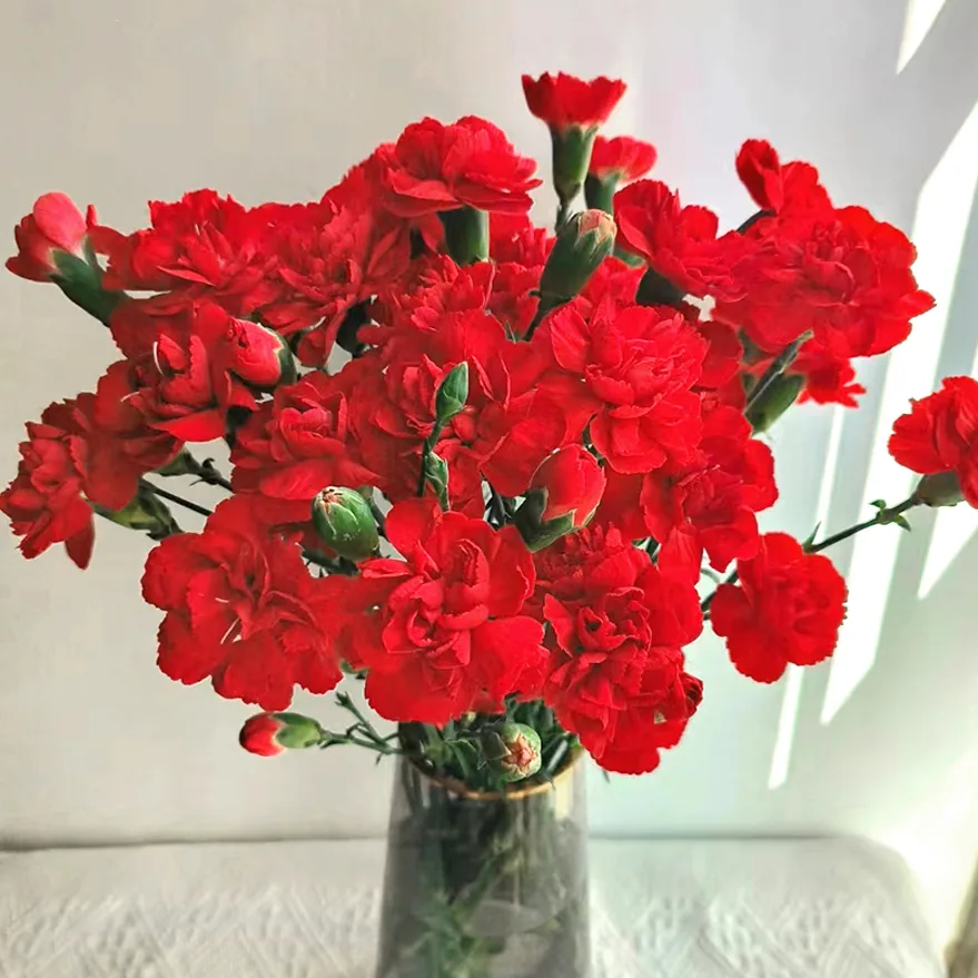 Red carnation
