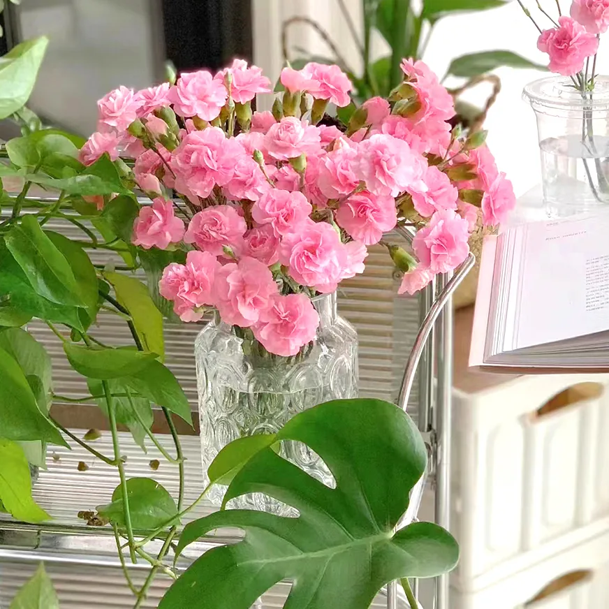 Pink carnation