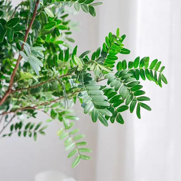 Cinnamomum camphora
