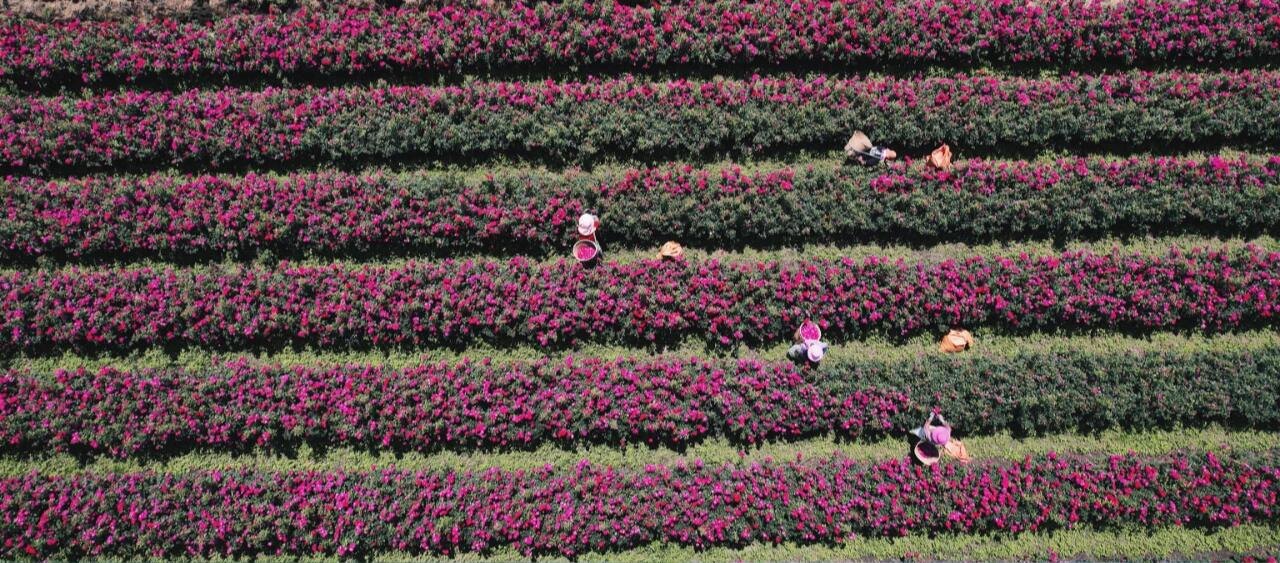 Yunnan flower farm aerial view