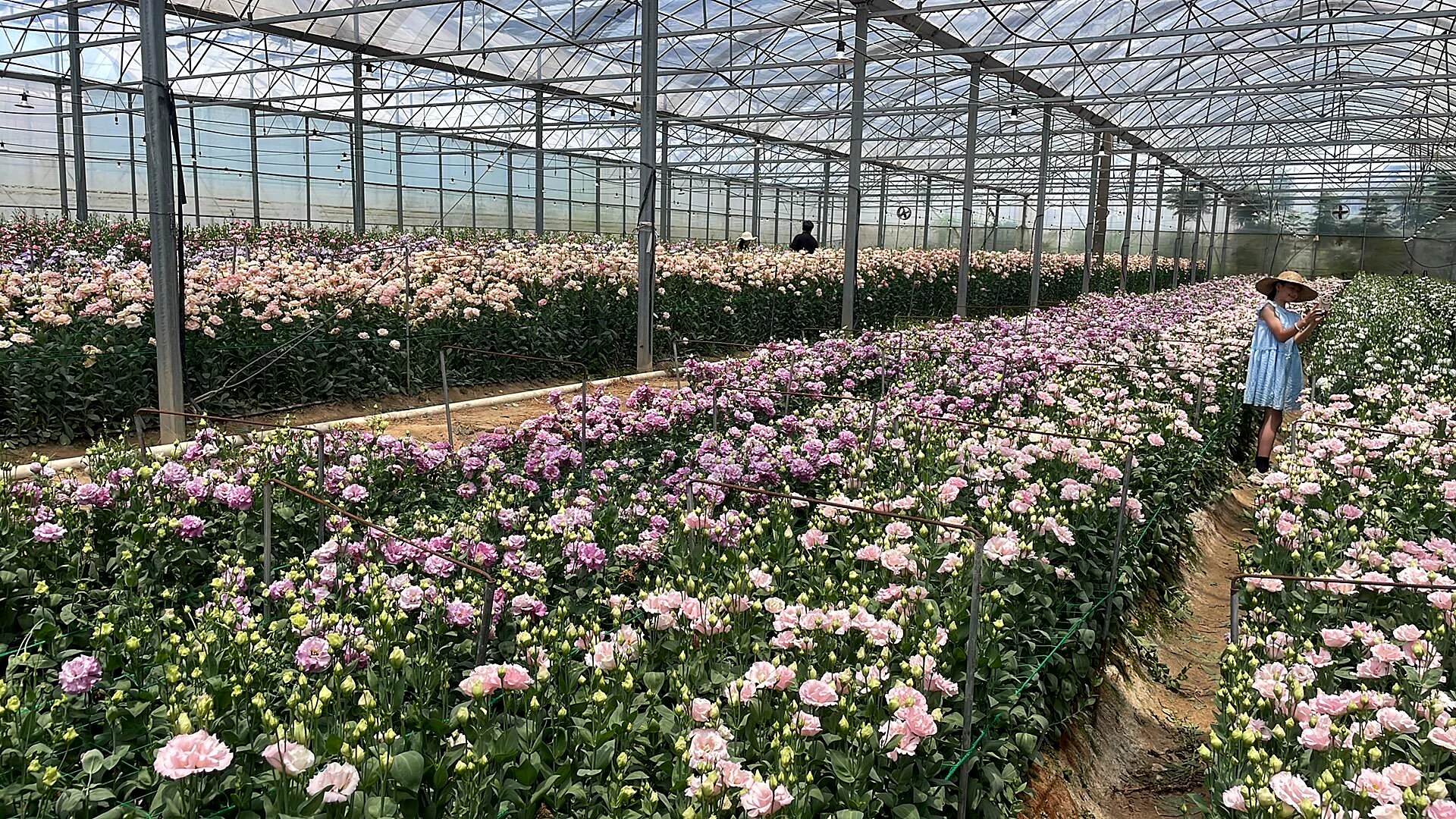 Modern Yunnan flower greenhouse with rows of fresh cut flowers