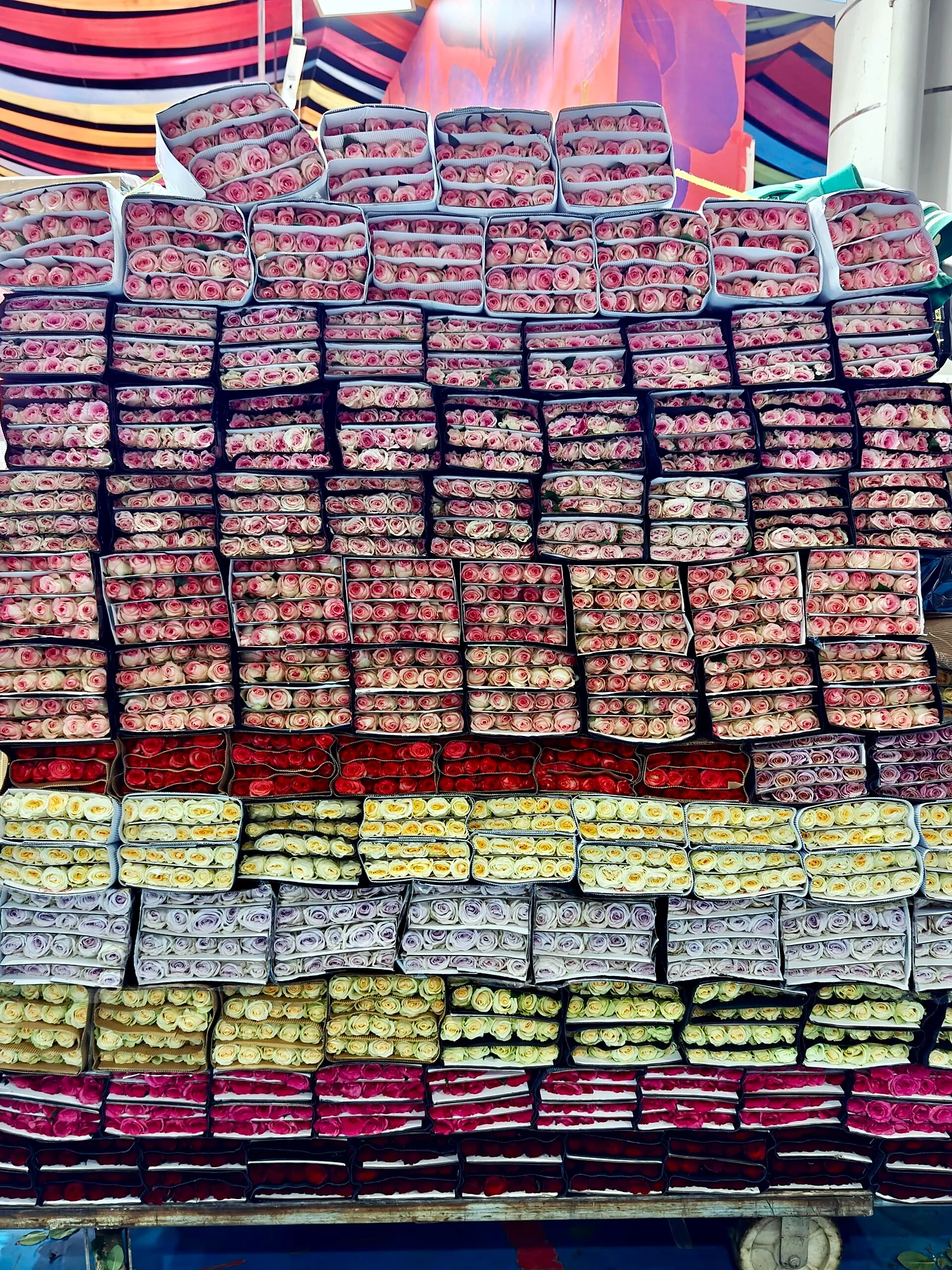 Export roses stacked by color and grade for shipment