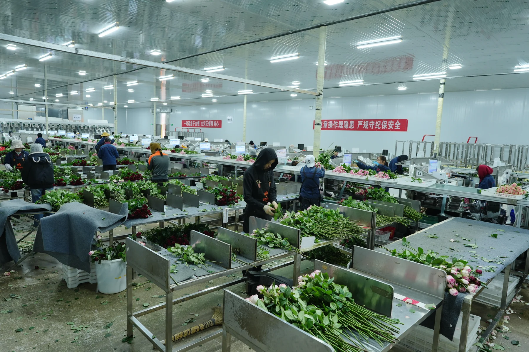 Fresh flowers being graded and prepared inside a processing facility