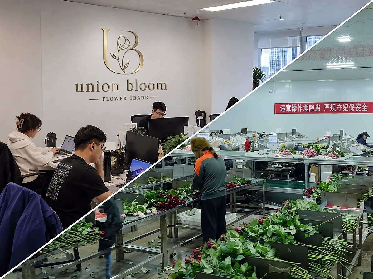 Union Bloom office and Kunming flower processing platform